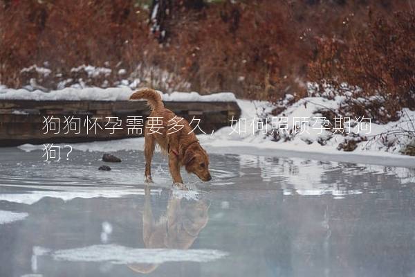 狗狗怀孕需要多久，如何照顾孕期狗狗？