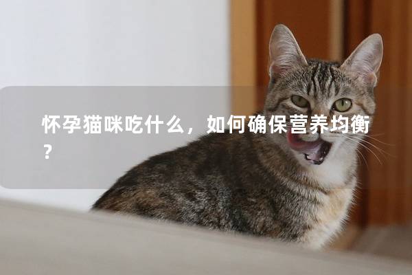 怀孕猫咪吃什么，如何确保营养均衡？
