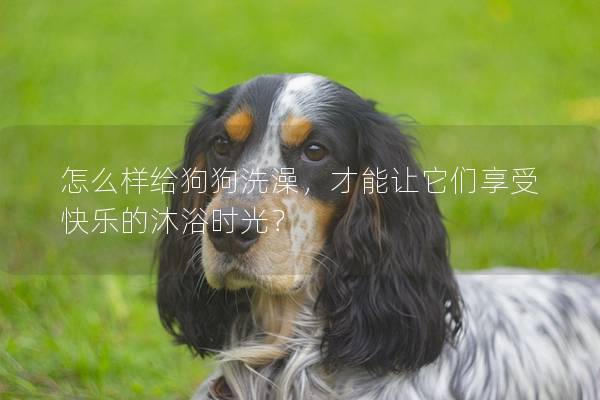 怎么样给狗狗洗澡，才能让它们享受快乐的沐浴时光？