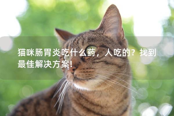 猫咪肠胃炎吃什么药，人吃的？找到最佳解决方案!