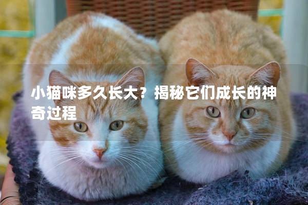 小猫咪多久长大？揭秘它们成长的神奇过程