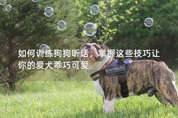 如何训练狗狗听话，掌握这些技巧让你的爱犬乖巧可爱