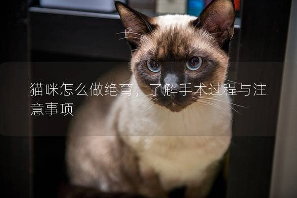 猫咪怎么做绝育，了解手术过程与注意事项