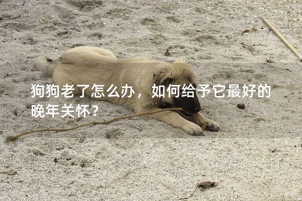 狗狗老了怎么办，如何给予它最好的晚年关怀？
