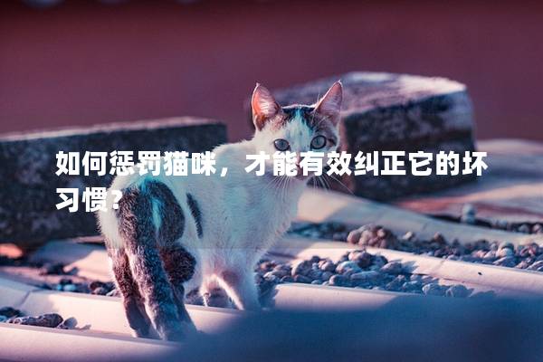 如何惩罚猫咪，才能有效纠正它的坏习惯？
