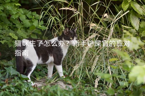 猫咪生了怎么办？新手铲屎官的应对指南