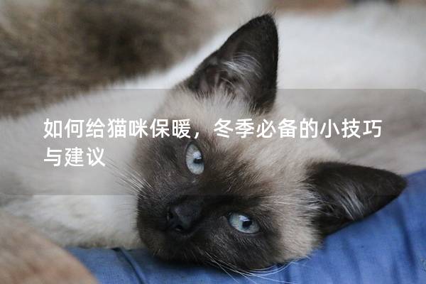 如何给猫咪保暖，冬季必备的小技巧与建议