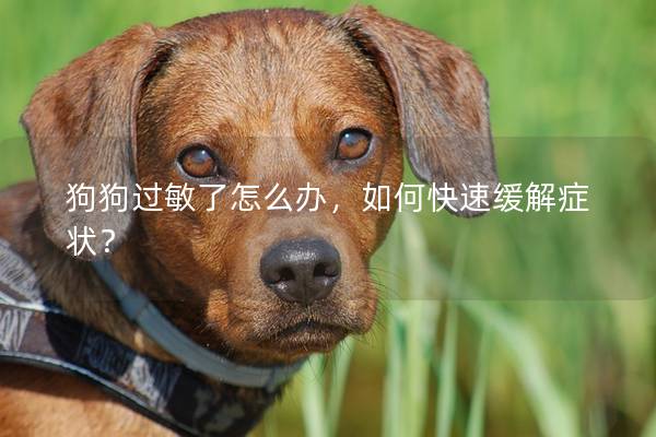狗狗过敏了怎么办，如何快速缓解症状？