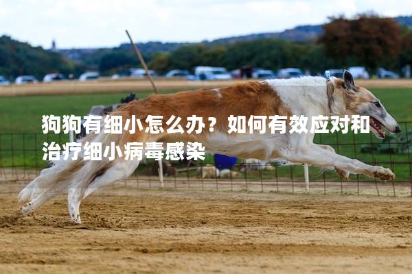 狗狗有细小怎么办？如何有效应对和治疗细小病毒感染