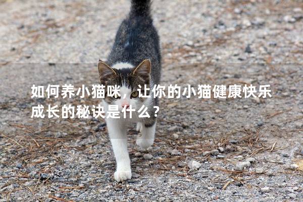 如何养小猫咪，让你的小猫健康快乐成长的秘诀是什么？