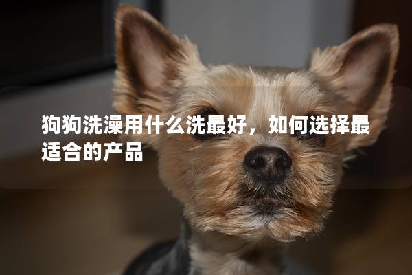狗狗洗澡用什么洗最好，如何选择最适合的产品