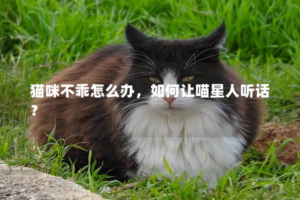 猫咪不乖怎么办，如何让喵星人听话？