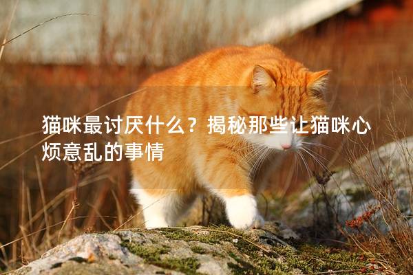 猫咪最讨厌什么？揭秘那些让猫咪心烦意乱的事情