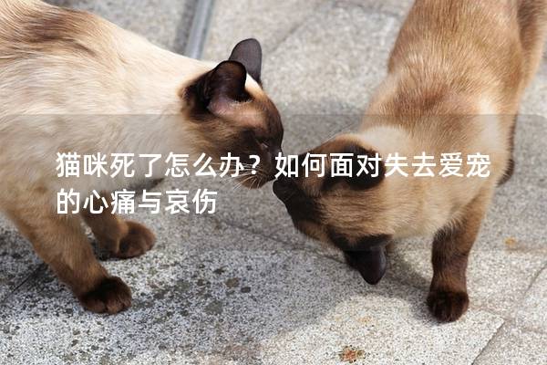 猫咪死了怎么办？如何面对失去爱宠的心痛与哀伤