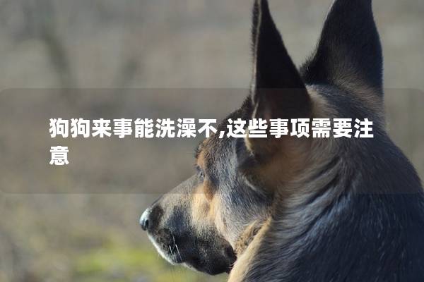 狗狗来事能洗澡不,这些事项需要注意