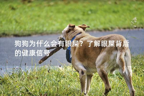 狗狗为什么会有眼屎？了解眼屎背后的健康信号