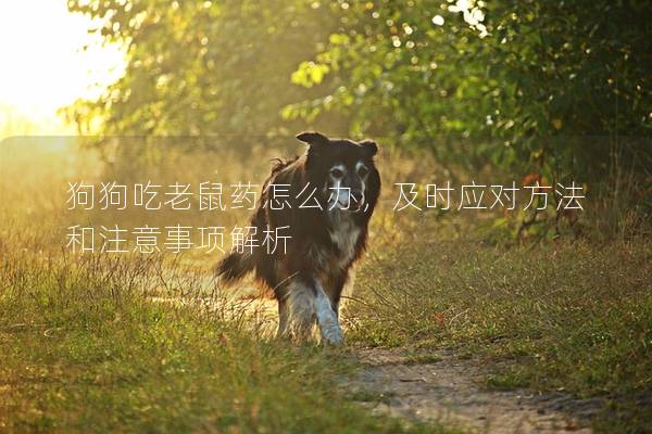 狗狗吃老鼠药怎么办，及时应对方法和注意事项解析