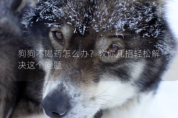 狗狗不喝药怎么办？教你几招轻松解决这个问题