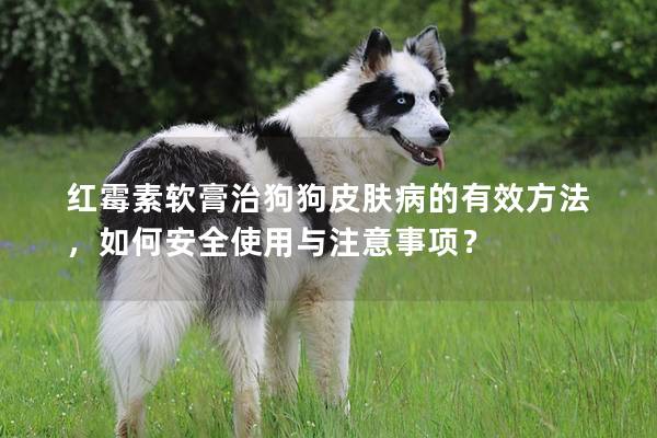 红霉素软膏治狗狗皮肤病的有效方法，如何安全使用与注意事项？