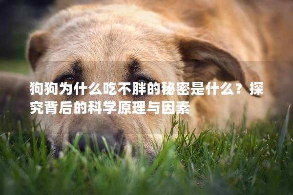 狗狗为什么吃不胖的秘密是什么？探究背后的科学原理与因素