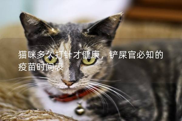 猫咪多久打针才健康，铲屎官必知的疫苗时间表
