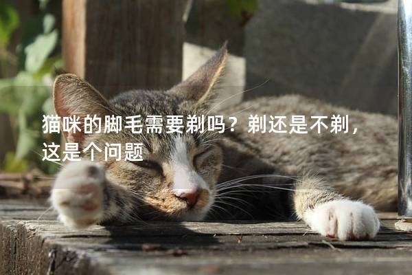 猫咪的脚毛需要剃吗？剃还是不剃，这是个问题