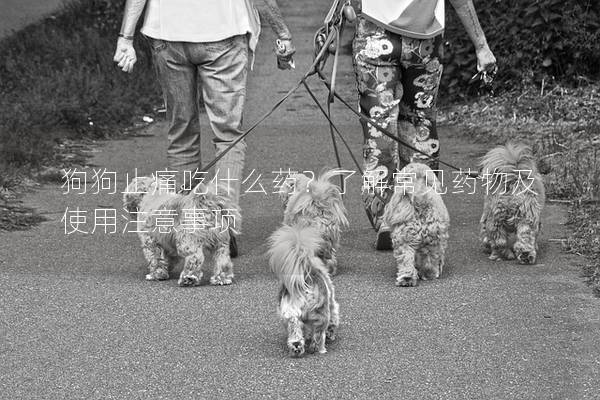狗狗止痛吃什么药？了解常见药物及使用注意事项