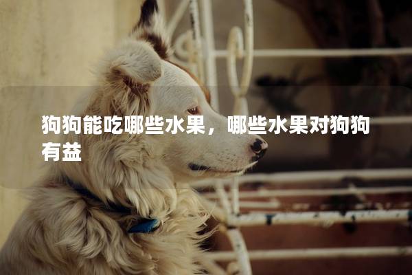 狗狗能吃哪些水果，哪些水果对狗狗有益
