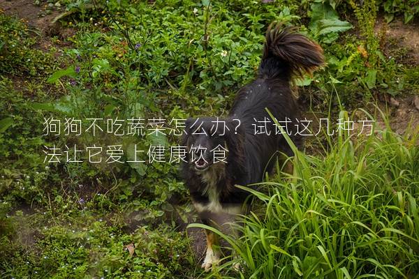 狗狗不吃蔬菜怎么办？试试这几种方法让它爱上健康饮食