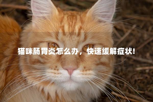 猫咪肠胃炎怎么办，快速缓解症状!