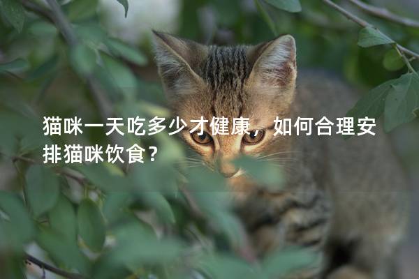 猫咪一天吃多少才健康，如何合理安排猫咪饮食？