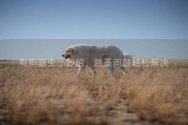 狗狗驱虫小妙招，跳蚤问题轻松解决
