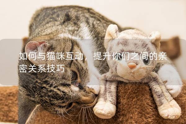 如何与猫咪互动，提升你们之间的亲密关系技巧