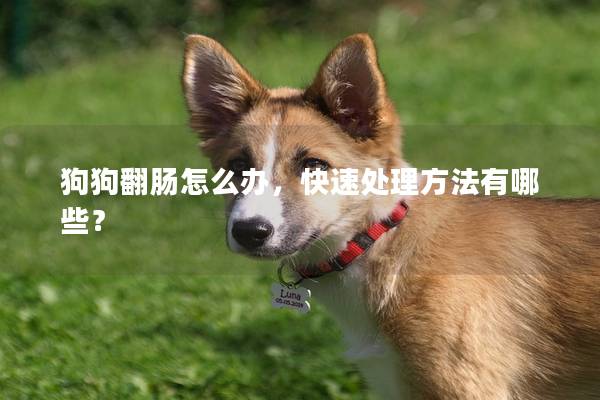 狗狗翻肠怎么办，快速处理方法有哪些？