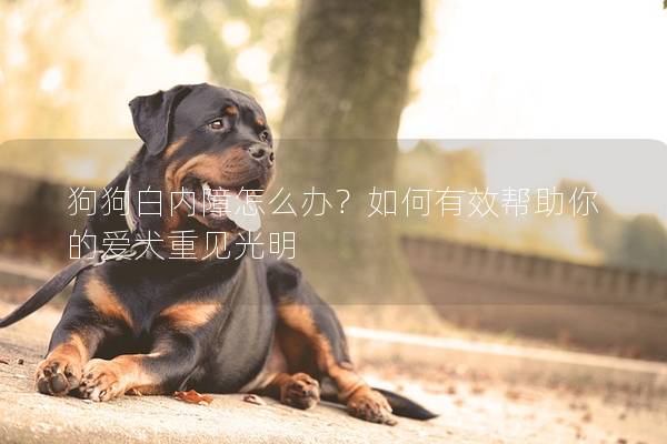 狗狗白内障怎么办？如何有效帮助你的爱犬重见光明