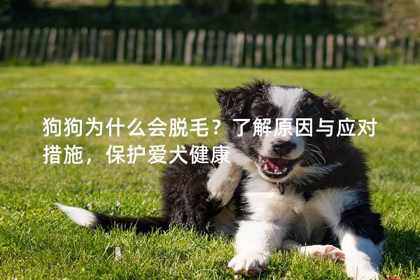 狗狗为什么会脱毛？了解原因与应对措施，保护爱犬健康