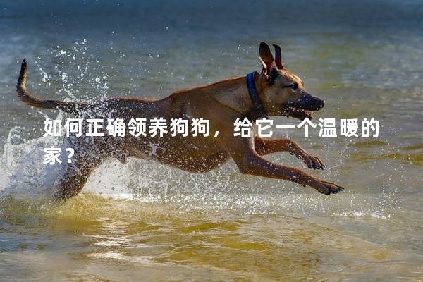如何正确领养狗狗，给它一个温暖的家？