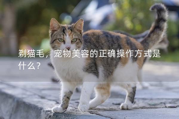 剃猫毛，宠物美容的正确操作方式是什么？
