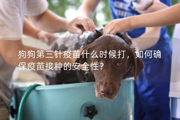 狗狗第三针疫苗什么时候打，如何确保疫苗接种的安全性？