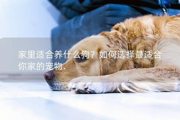 家里适合养什么狗？如何选择最适合你家的宠物.
