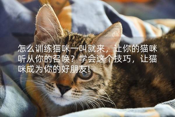 怎么训练猫咪一叫就来，让你的猫咪听从你的召唤？学会这个技巧，让猫咪成为你的好朋友!