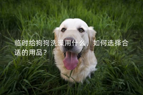 临时给狗狗洗澡用什么，如何选择合适的用品？