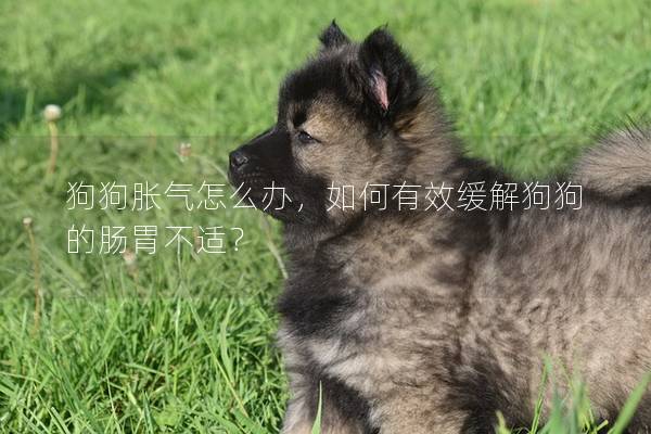 狗狗胀气怎么办，如何有效缓解狗狗的肠胃不适？