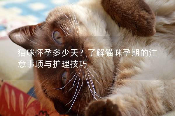 猫咪怀孕多少天？了解猫咪孕期的注意事项与护理技巧