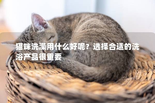 猫咪洗澡用什么好呢？选择合适的洗浴产品很重要