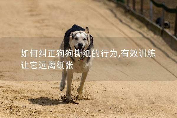 如何纠正狗狗撕纸的行为,有效训练让它远离纸张