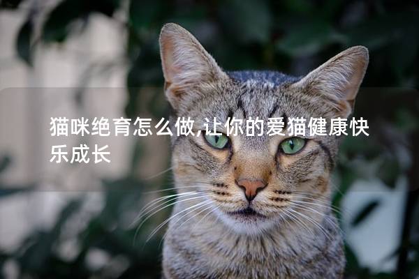 猫咪绝育怎么做,让你的爱猫健康快乐成长