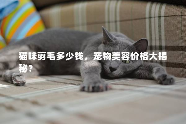猫咪剪毛多少钱，宠物美容价格大揭秘？