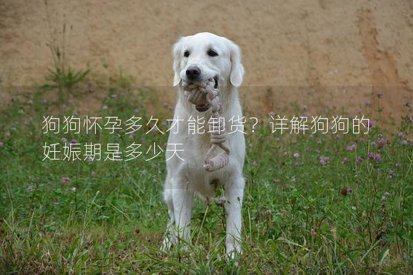 狗狗怀孕多久才能卸货？详解狗狗的妊娠期是多少天