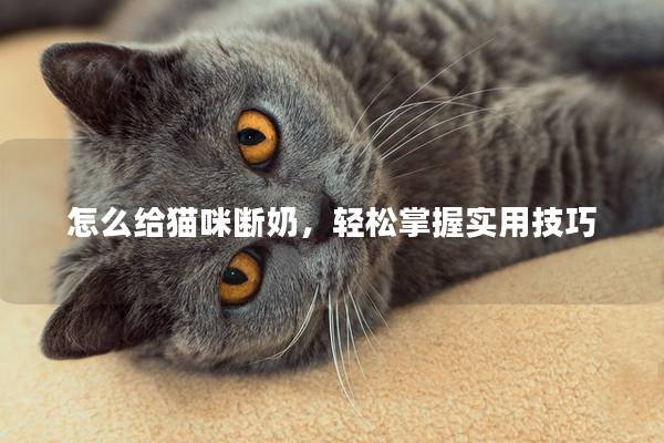 怎么给猫咪断奶，轻松掌握实用技巧